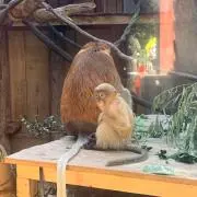 ちゃーすの画像