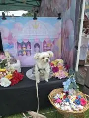 シナモンの画像