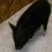 ☆ブタサン☆の画像
