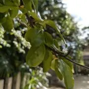 葉っぱ