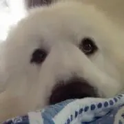おいどん