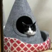 setsu