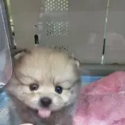 ひでぼー購入の際はプロフ確認お願いしますの画像