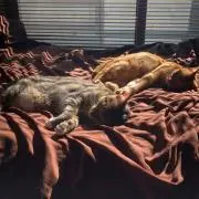 nekohardtの画像
