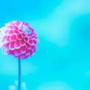 ARENの画像