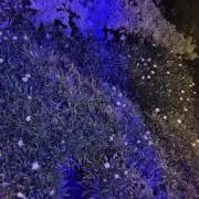 oiの画像