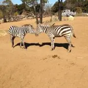 しまじろぅの画像