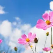 野ノ花