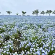 にこ【匿名配送対応します】の画像