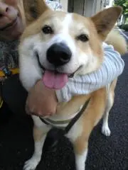 虎太郎