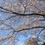 pig08の画像