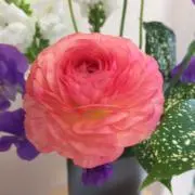 えりこの画像