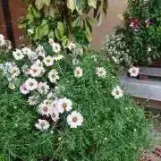 マミの画像
