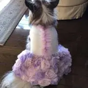 みぃちゃん