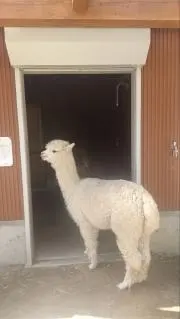 あるぱかの画像