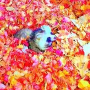 ハナ