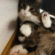 うにべる