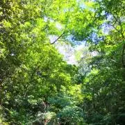 まひる