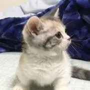きんこの画像