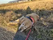 シャラムの画像