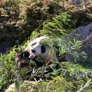 きその画像