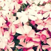みぃ