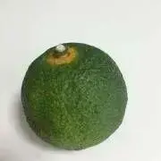 まるの画像