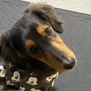 るみ