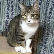 ぼこ