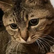 あゆっぷりん
