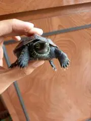 かめさん