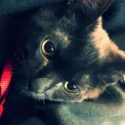 roxanne