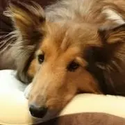 やまモン