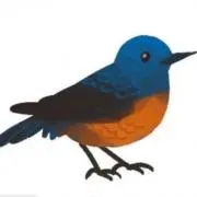 イソヒヨドリの画像