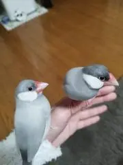 mi　※プロフ確認して下さいの画像