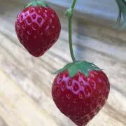あお