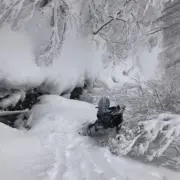 ひまわり