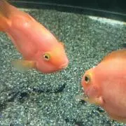 ぺけぺけ