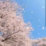 しゅうさくの画像