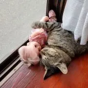 すがれおの画像
