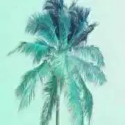 ぴかの画像