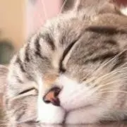 トラネコの画像