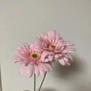 さとうにしきꕥの画像