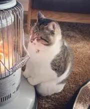 大五郎