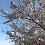 tuuの画像