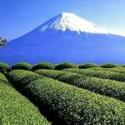 Fujisanの画像