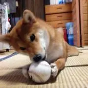 のんちゃんの画像