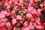 ニーハオのすけの画像