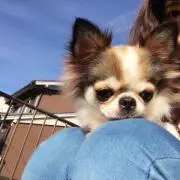 チロル