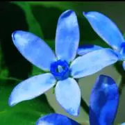 blueの画像